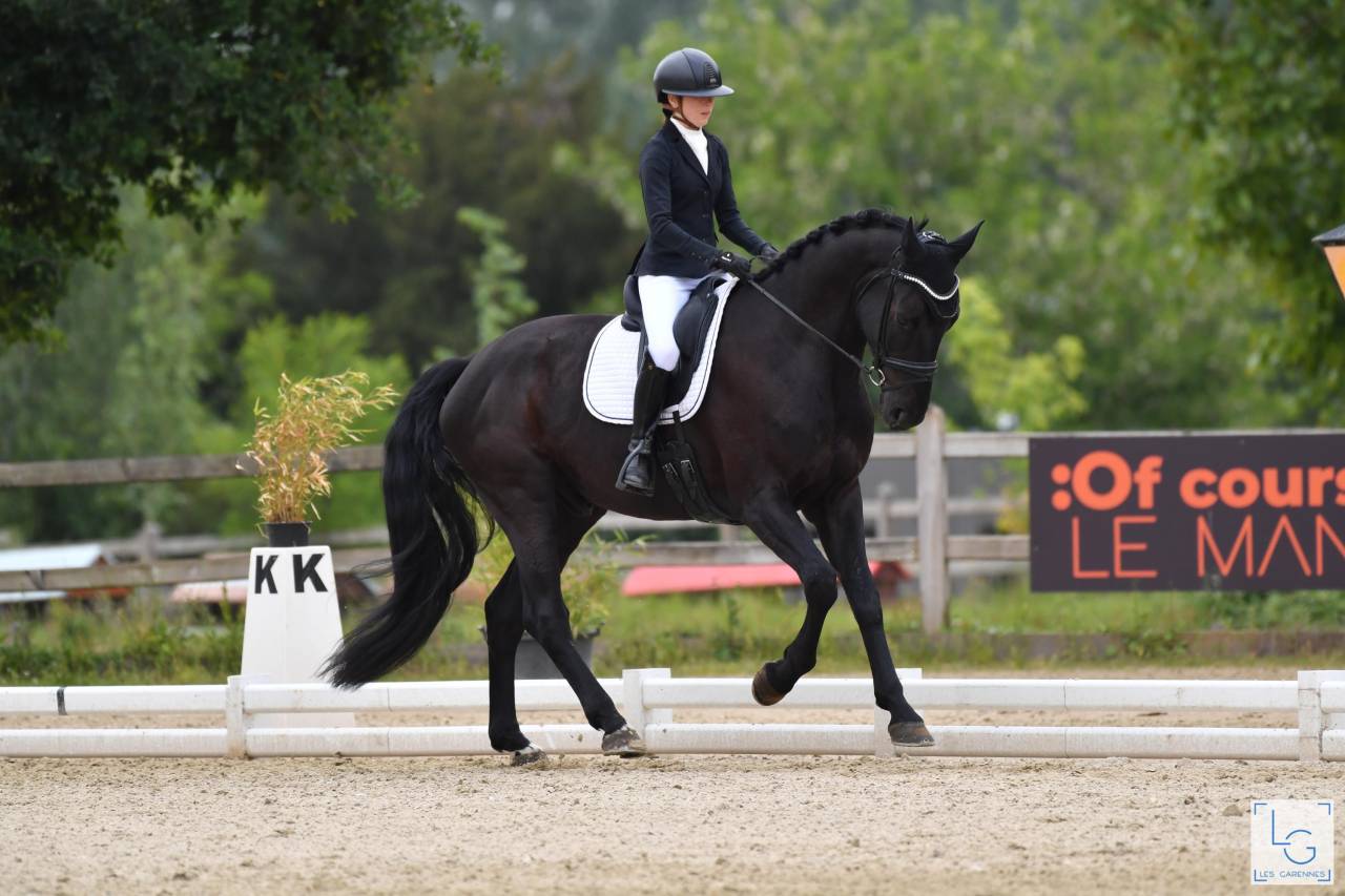 Magnifique hongre de 4 ans 