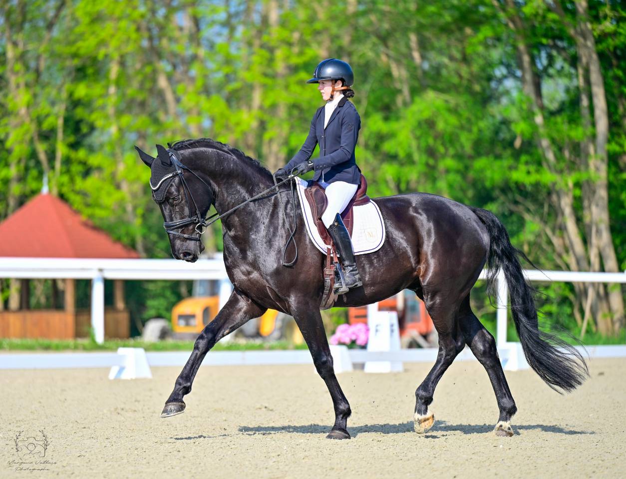 Magnifique hongre de 4 ans 