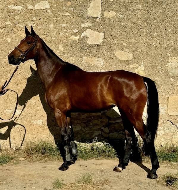 LIBERTY DES HOUCHES SF 