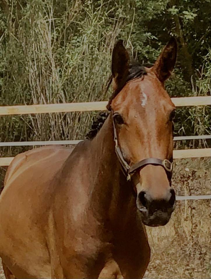 LIBERTY DES HOUCHES SF 