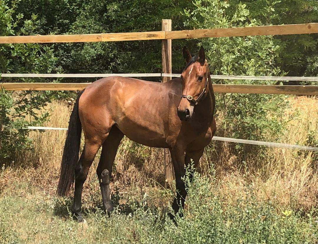 LIBERTY DES HOUCHES SF 