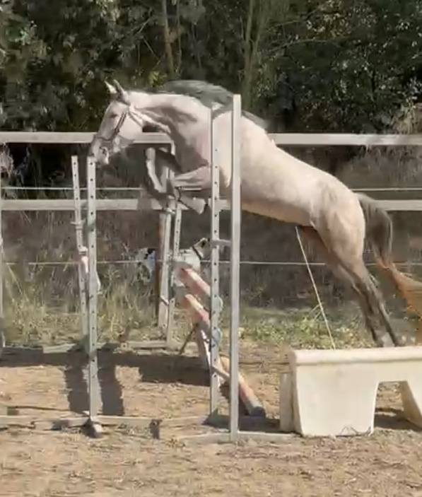 L'AVENTURA DES HOUCHES SELLE FRANCAIS  1,48 m