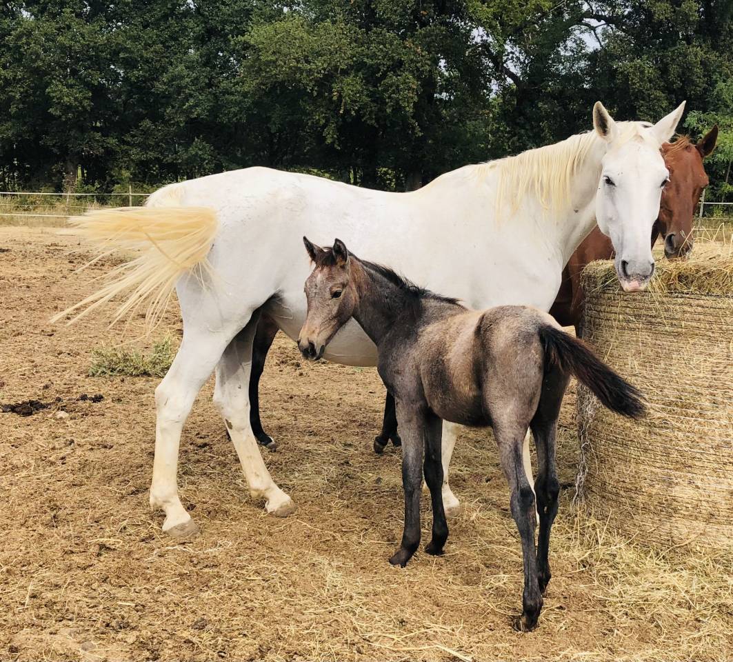 L'AVENTURA DES HOUCHES SELLE FRANCAIS  1,48 m