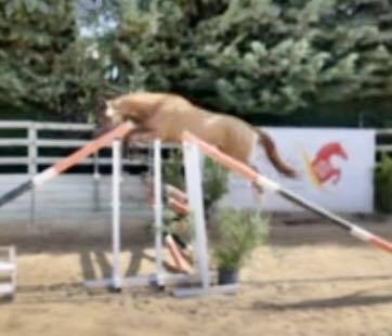 NAMASTE DES HOUCHES SF CSO CCE ELEVAGE