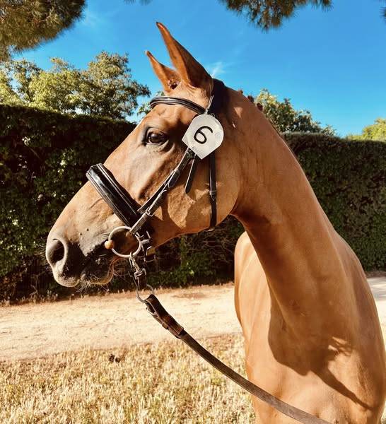 NAMASTE DES HOUCHES SF CSO CCE ELEVAGE