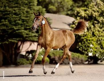 NAMASTE DES HOUCHES SF CSO CCE ELEVAGE