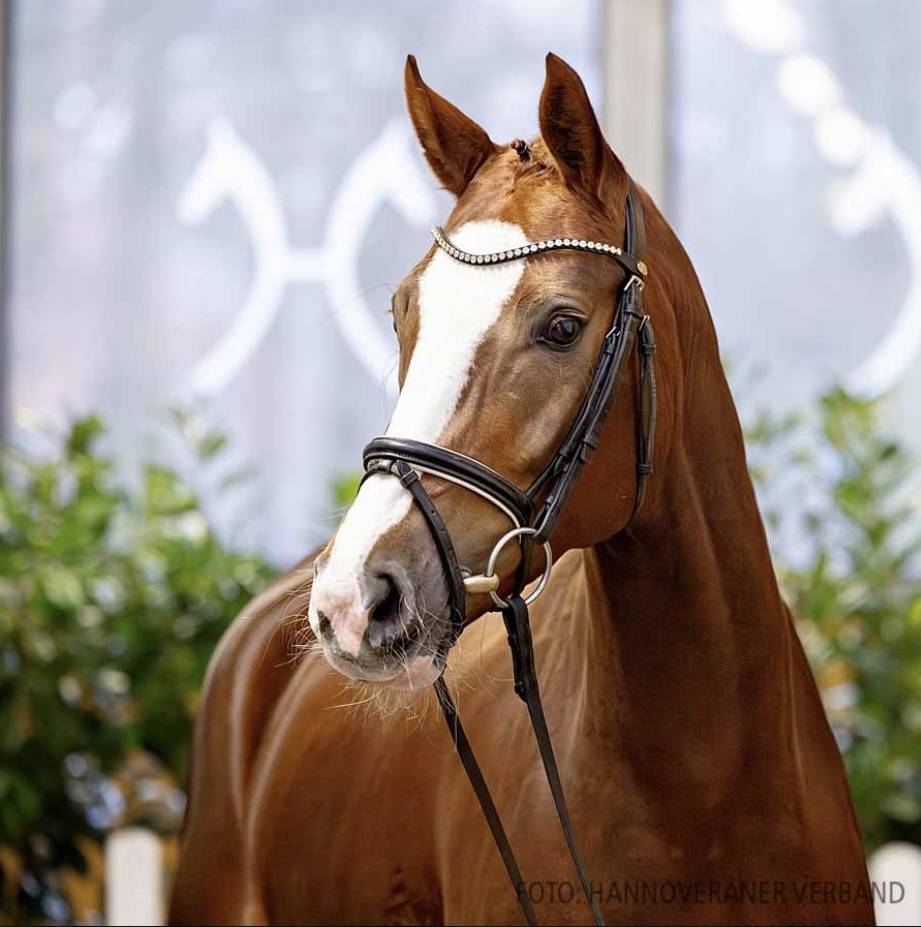 Magnifique Jument de 6 ans par Benitio