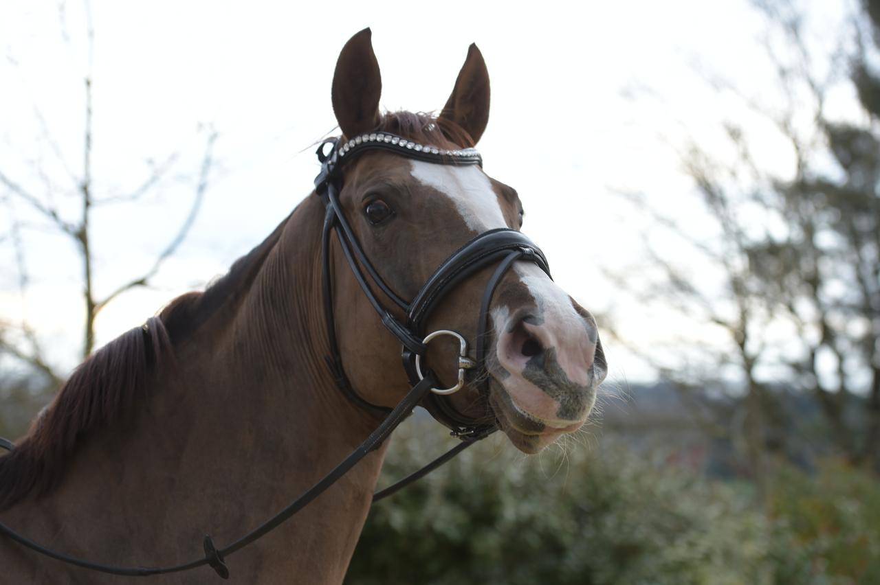 Magnifique Jument de 6 ans par Benitio