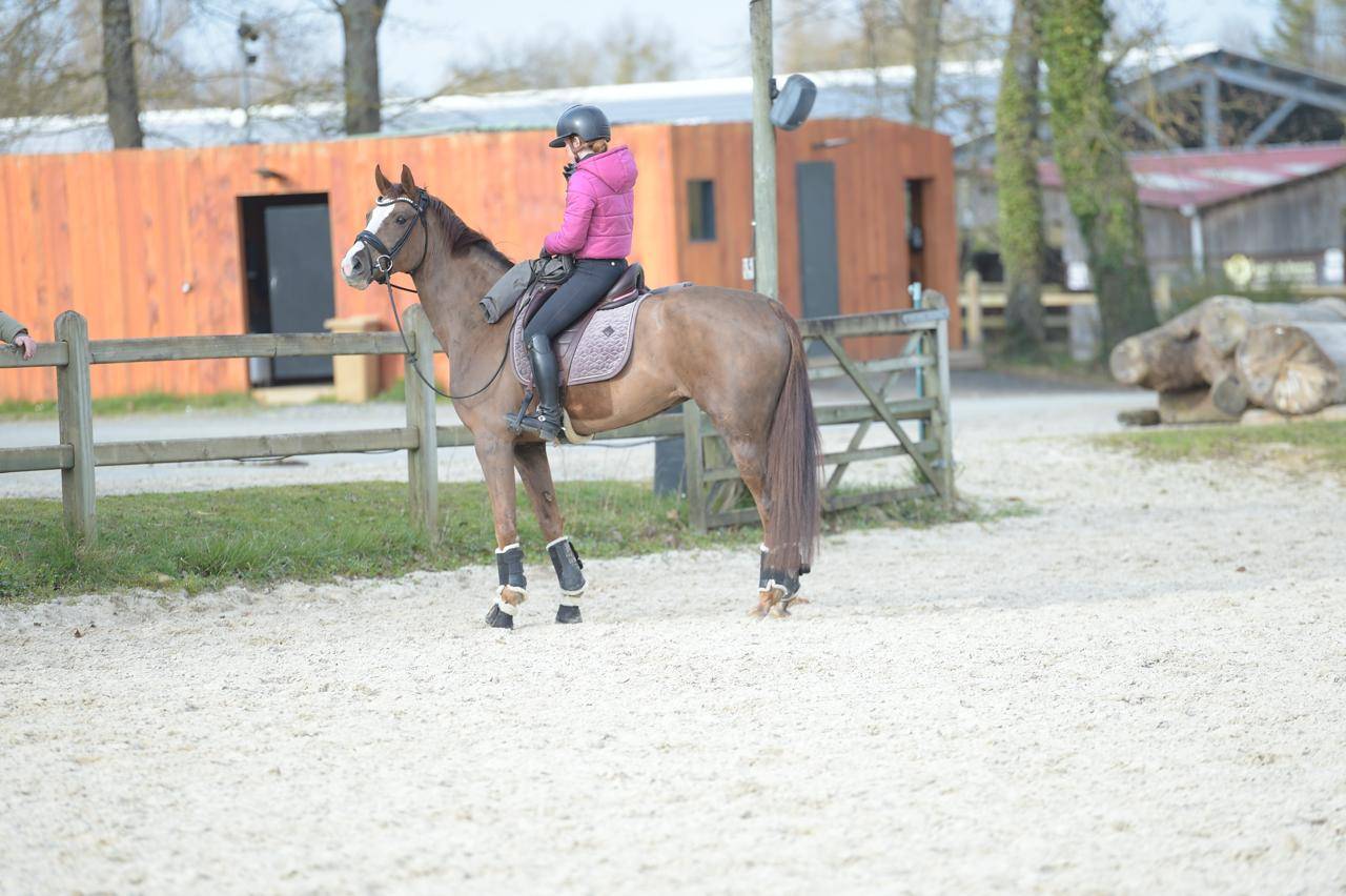 Magnifique Jument de 6 ans par Benitio