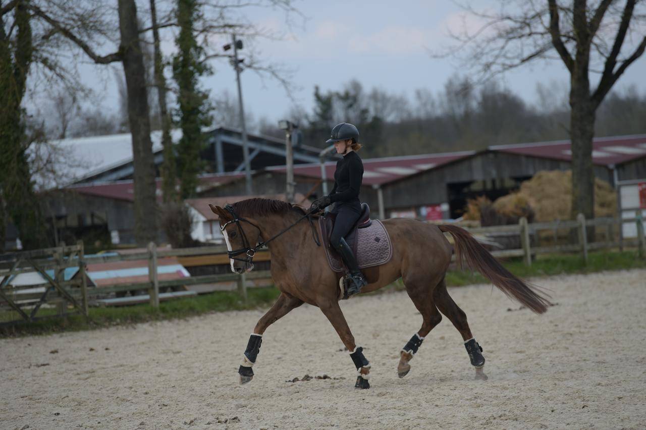 Magnifique Jument de 6 ans par Benitio
