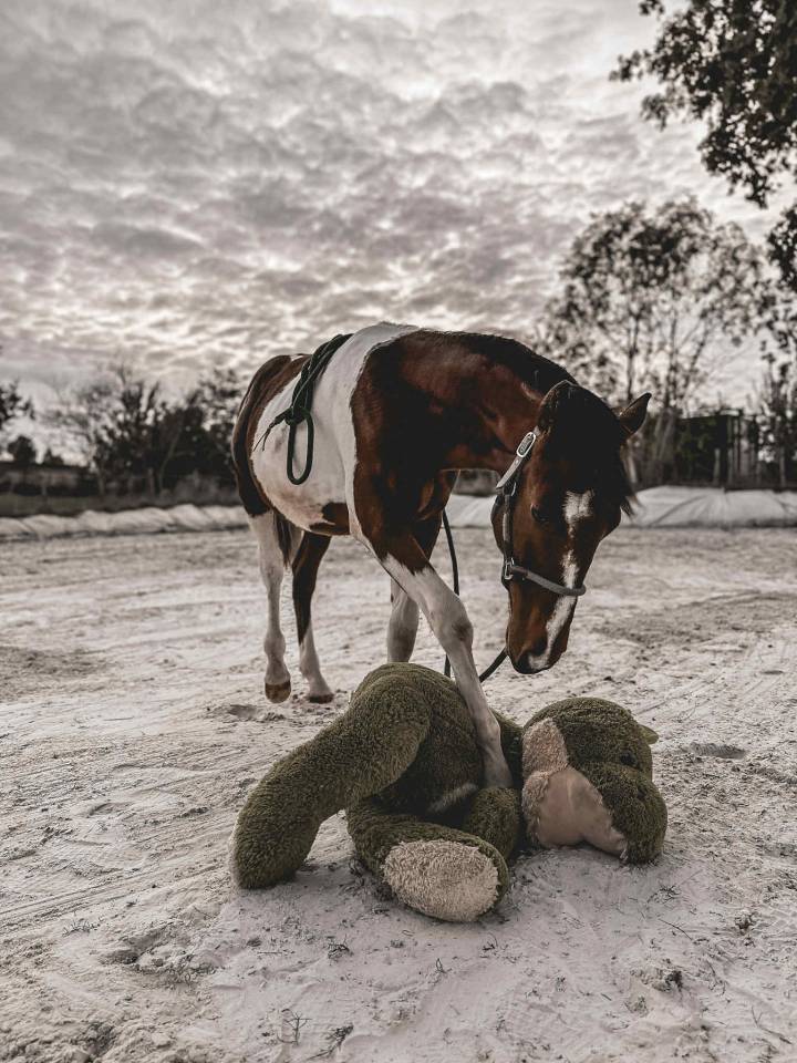 Cheval pie à vendre 