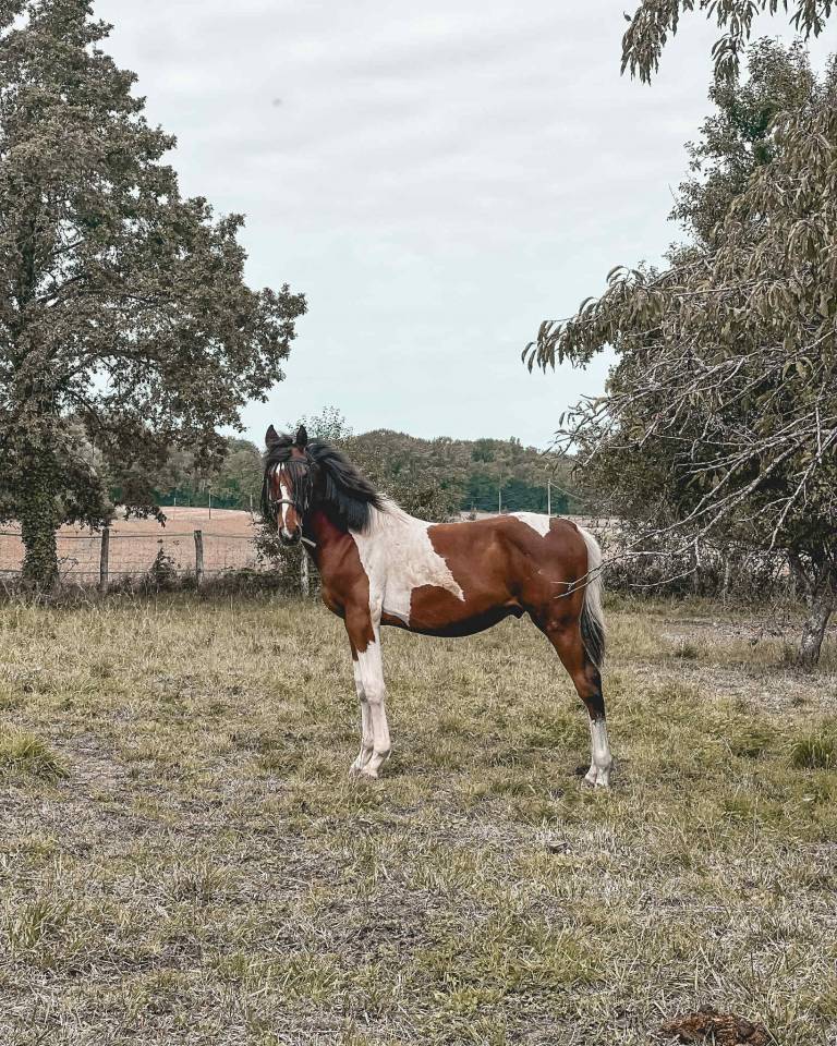 Cheval pie à vendre 