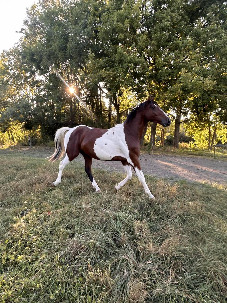 Cheval pie à vendre 