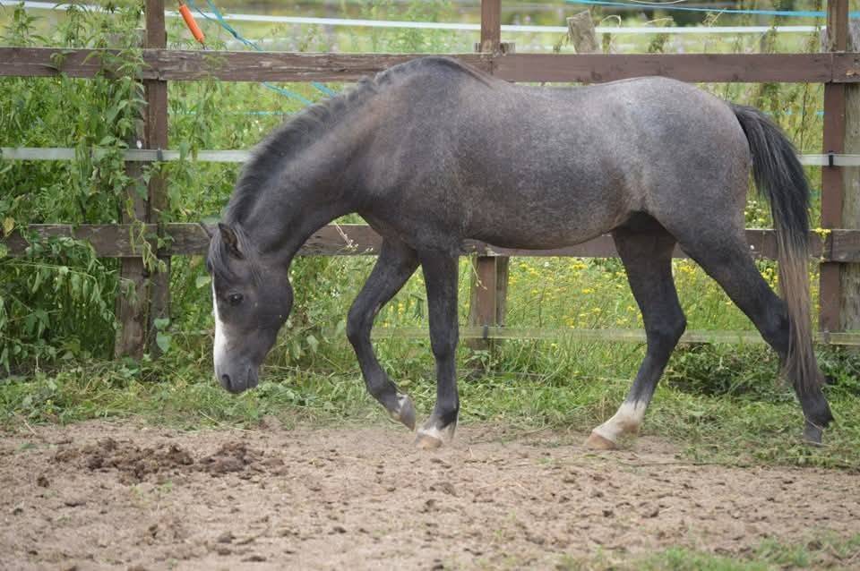 Welsh pony 3 ans top lignées sport