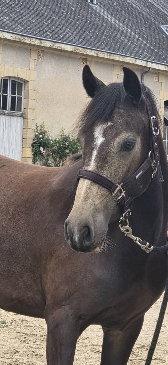 Connemara sport femelle poney