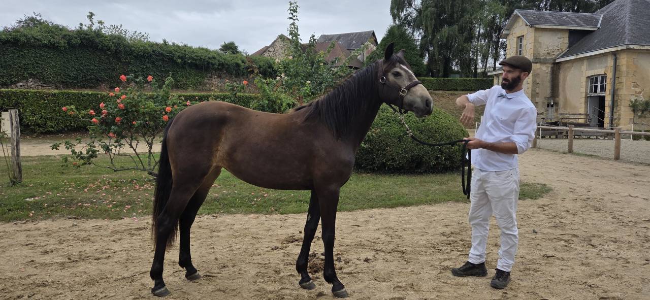 Connemara sport femelle poney