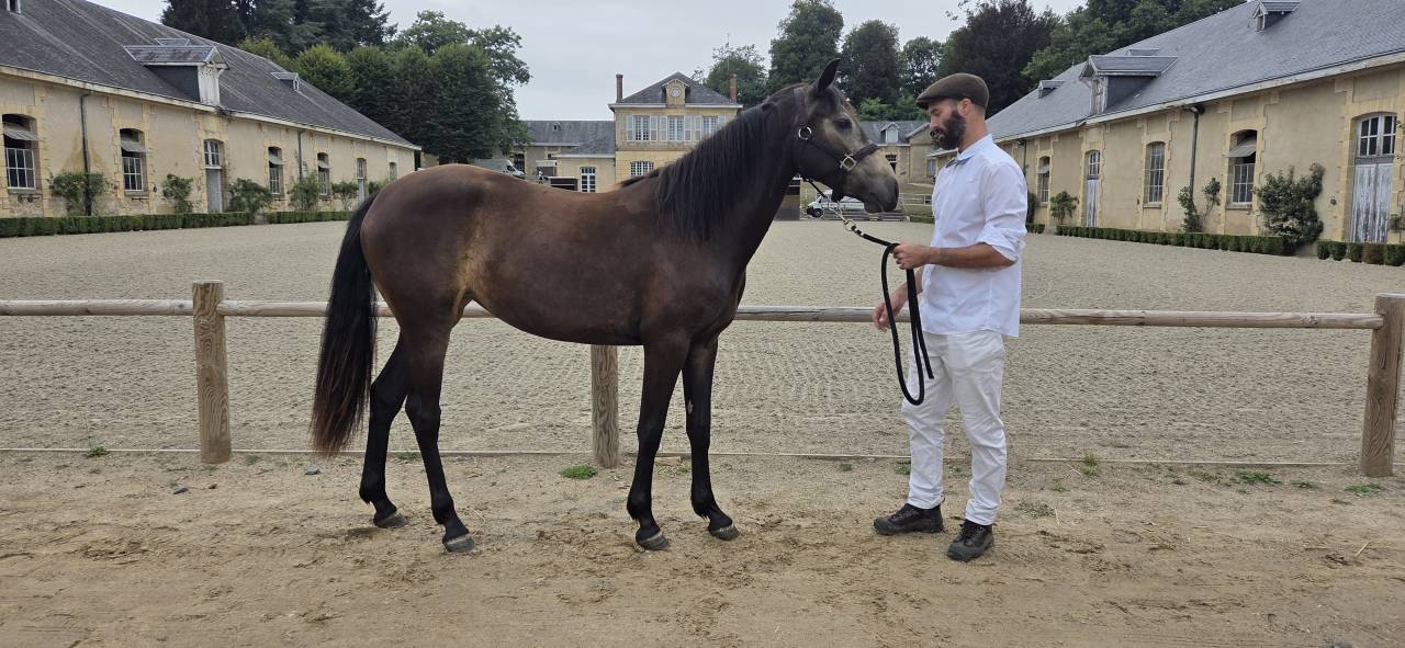 Connemara sport femelle poney