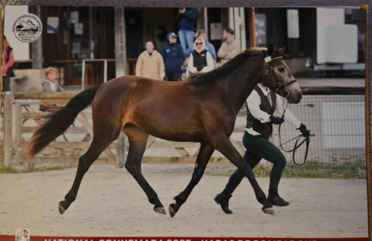 Connemara sport femelle poney