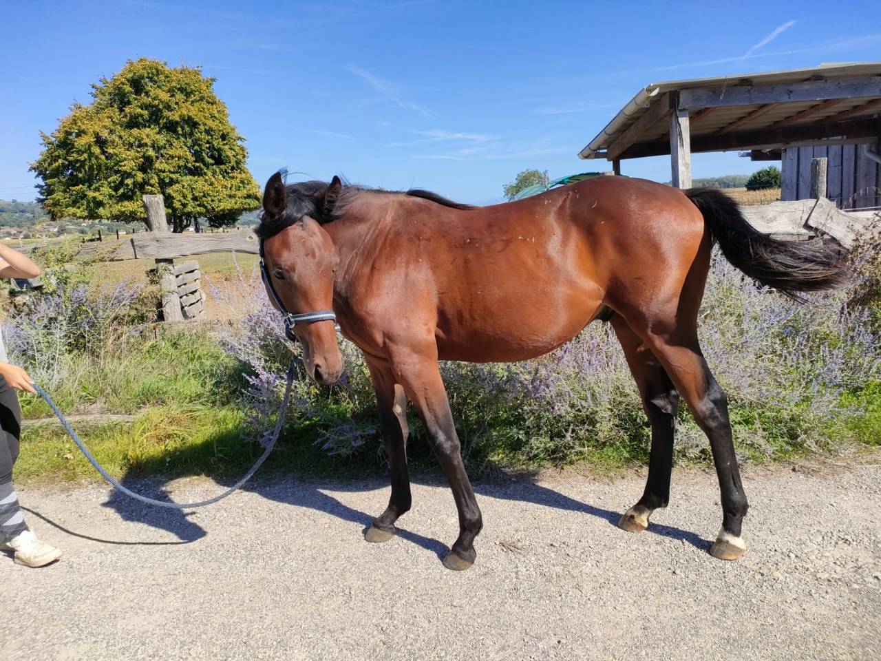 Poulain 1 an typé sport 