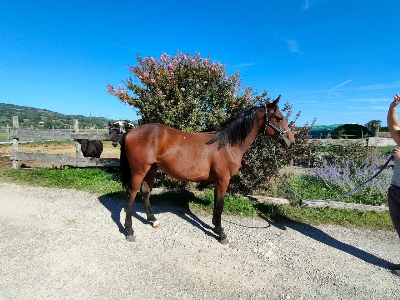 Poulain 1 an typé sport 