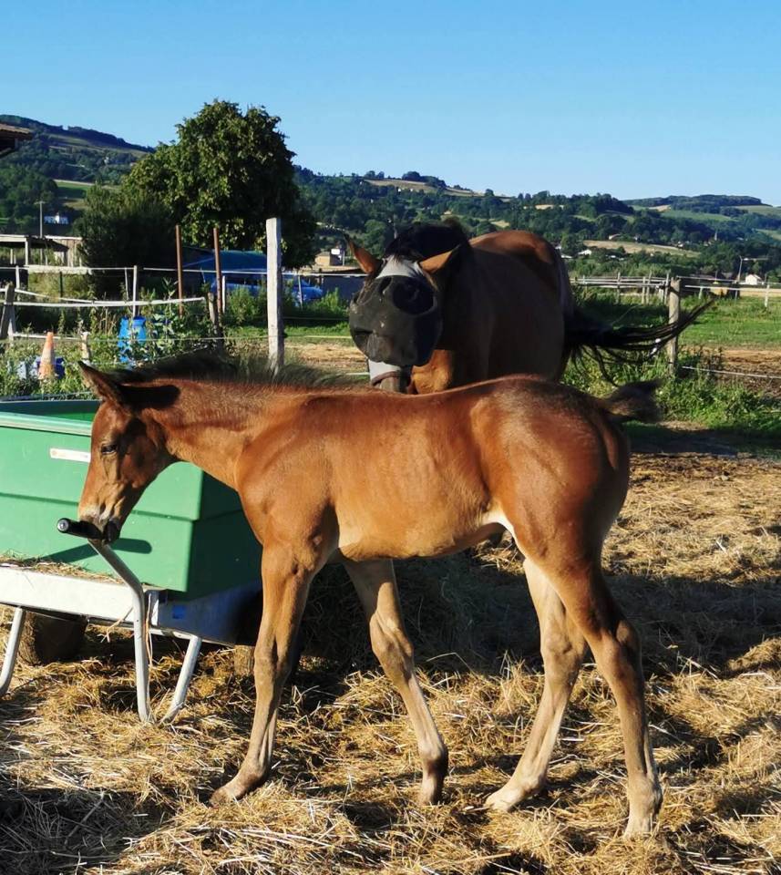 Poulain 1 an typé sport 