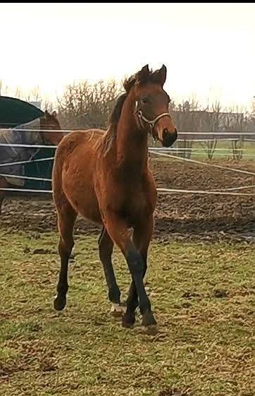 Poulain 1 an typé sport 