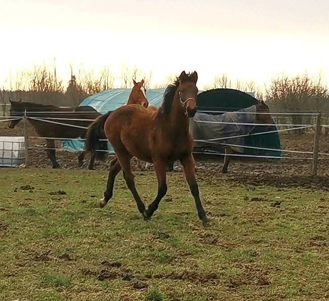 Poulain 1 an typé sport 