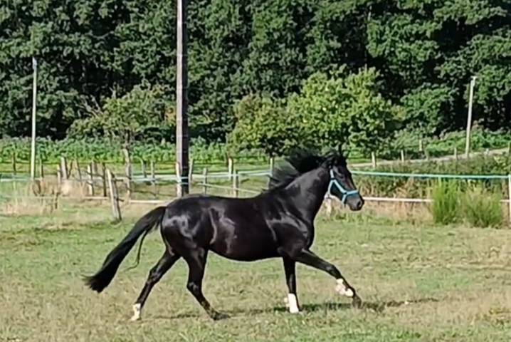 jument KWPN dressage/cce 1m62 3ans par Desperado