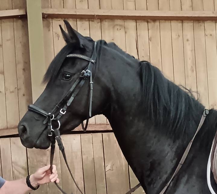 jument KWPN dressage/cce 1m62 3ans par Desperado