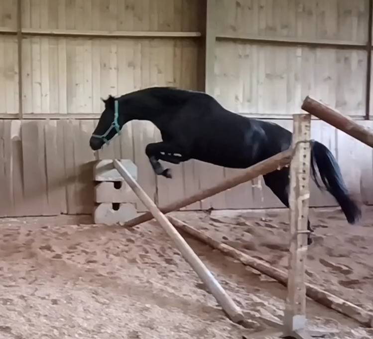 jument KWPN dressage/cce 1m62 3ans par Desperado