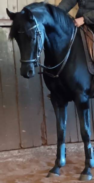 jument KWPN dressage/cce 1m62 3ans par Desperado