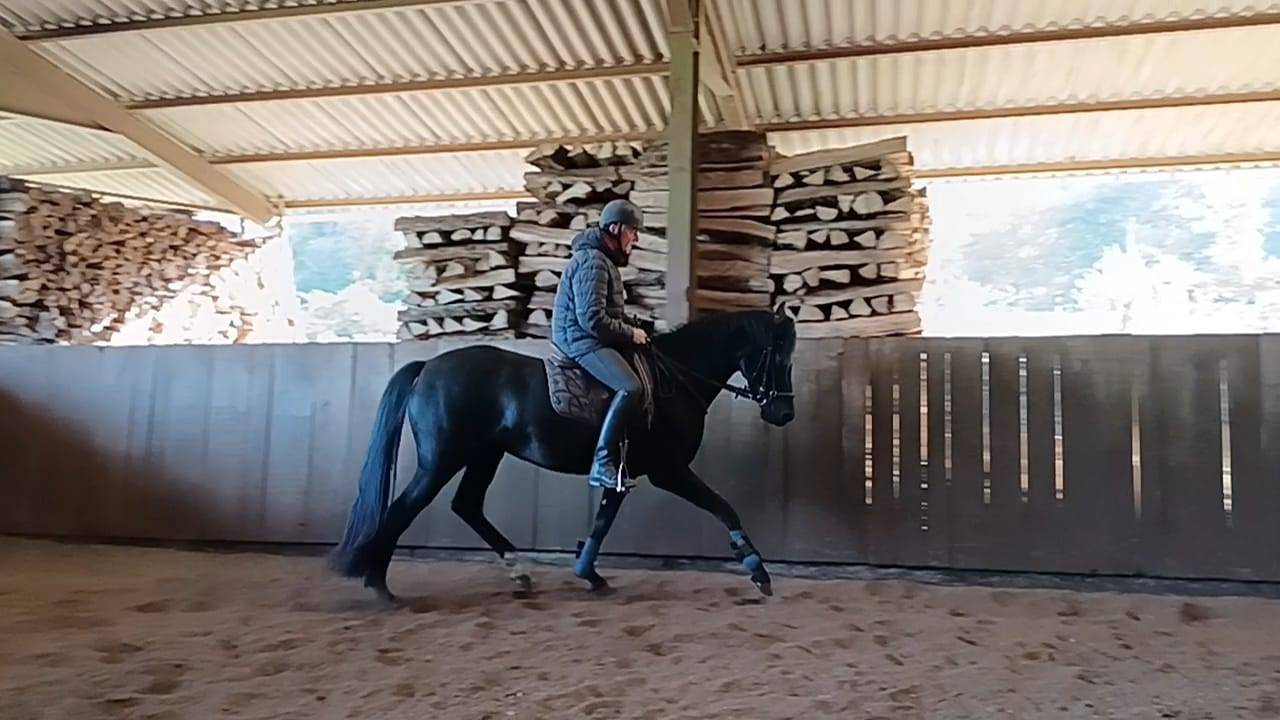 jument KWPN dressage/cce 1m62 3ans par Desperado