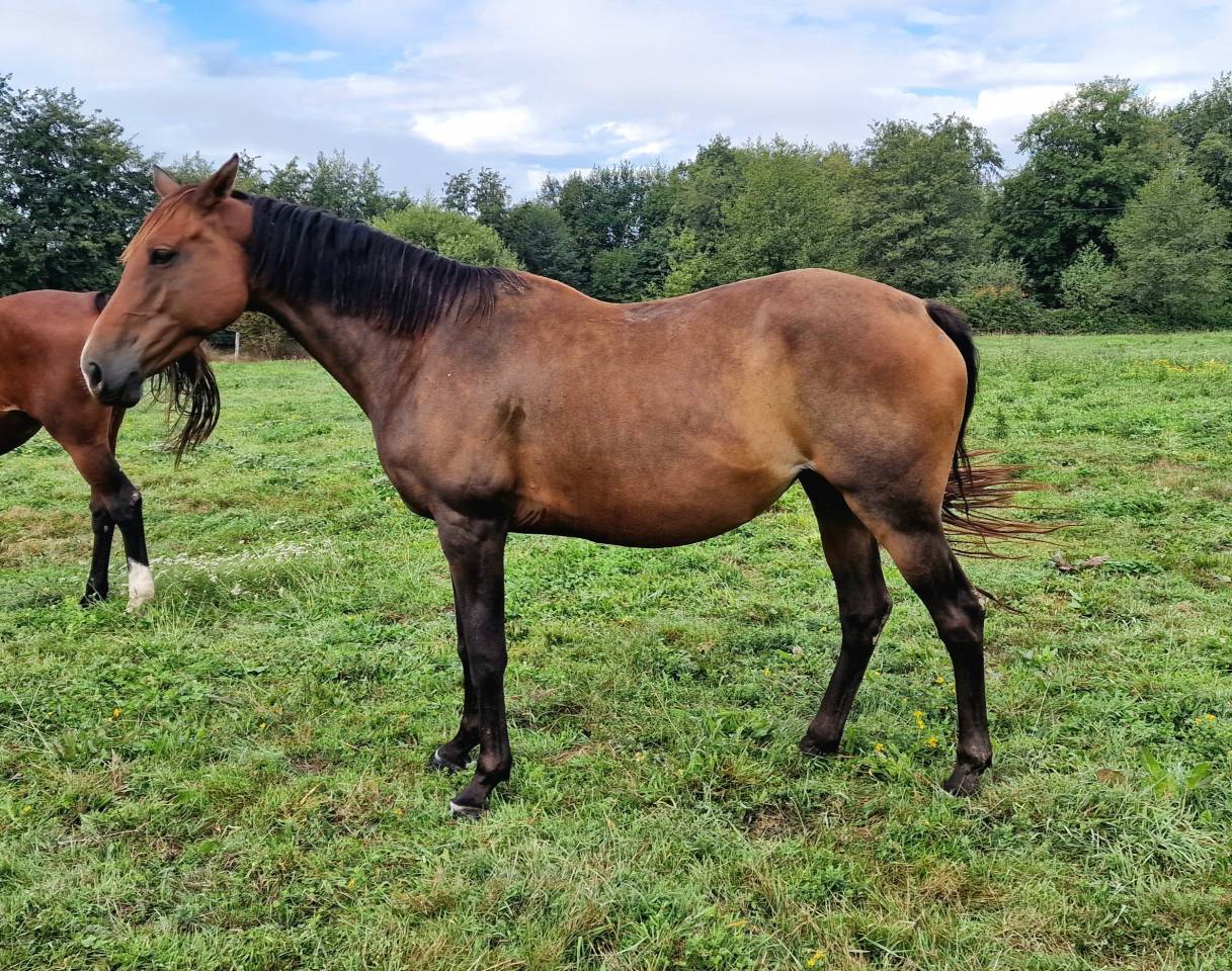 Poulinière Selle Français Originel, 3.5 pts PACE