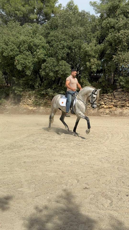 Cheval espagnol 