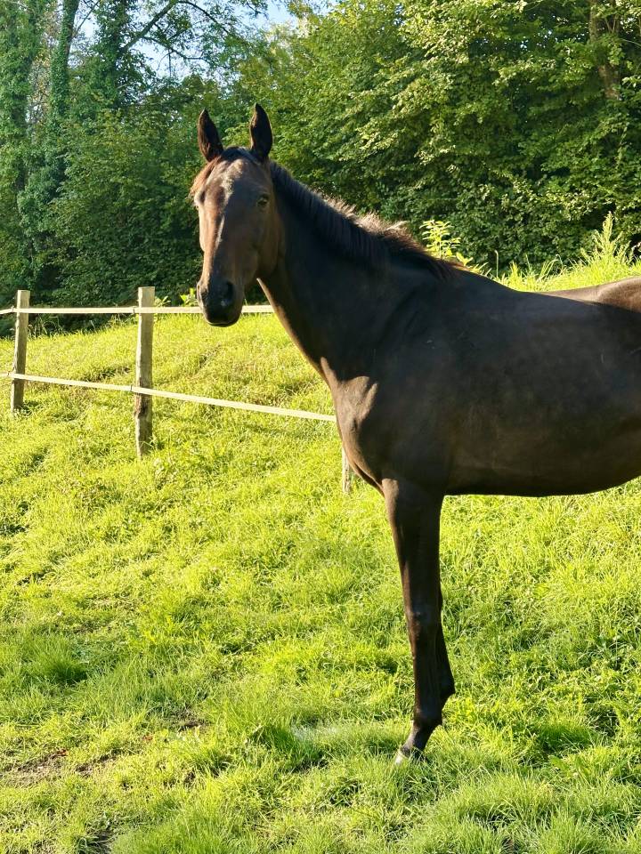 Demi-Pension Jument de sport