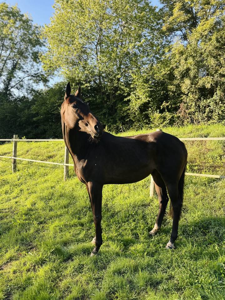 Demi-Pension Jument de sport