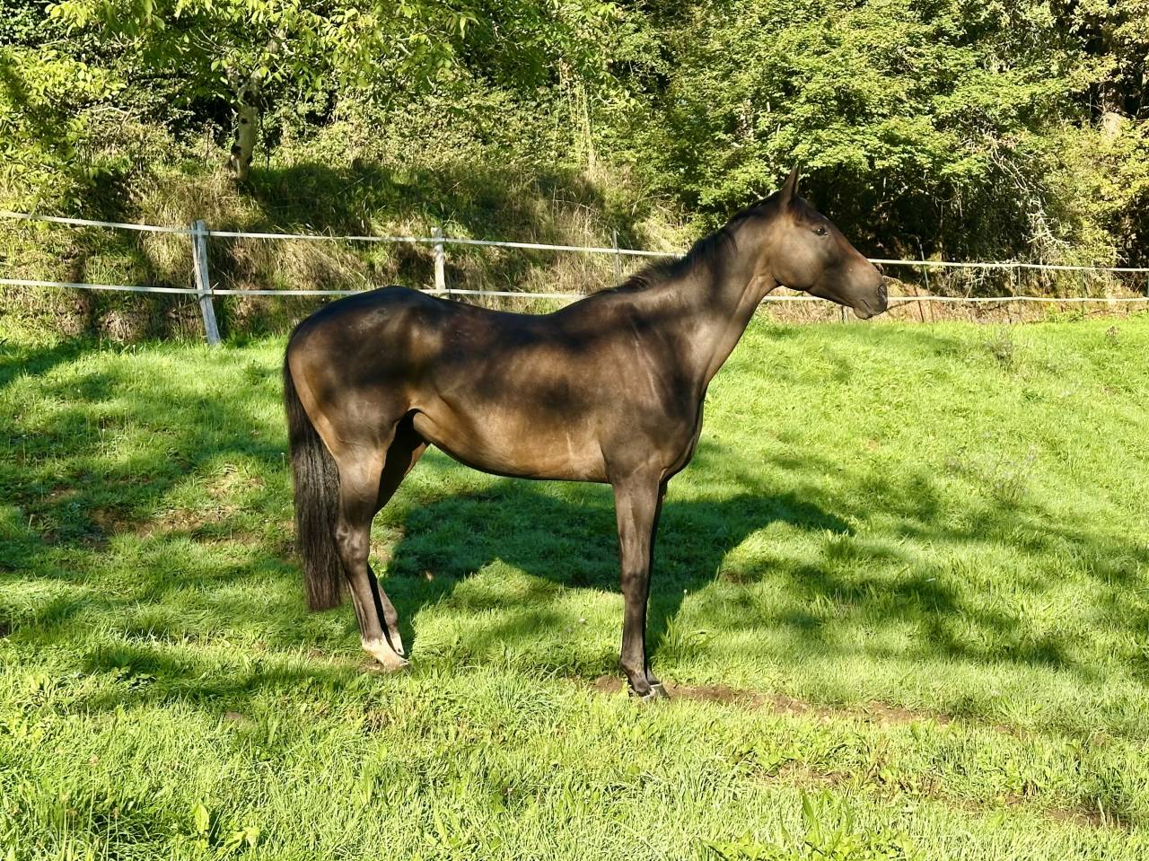 Demi-Pension Jument de sport