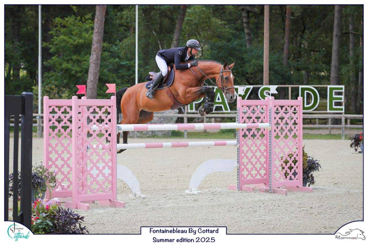 Hongre 9 ans - selle français - 135 et plus