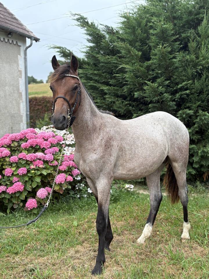 Poney de sport 