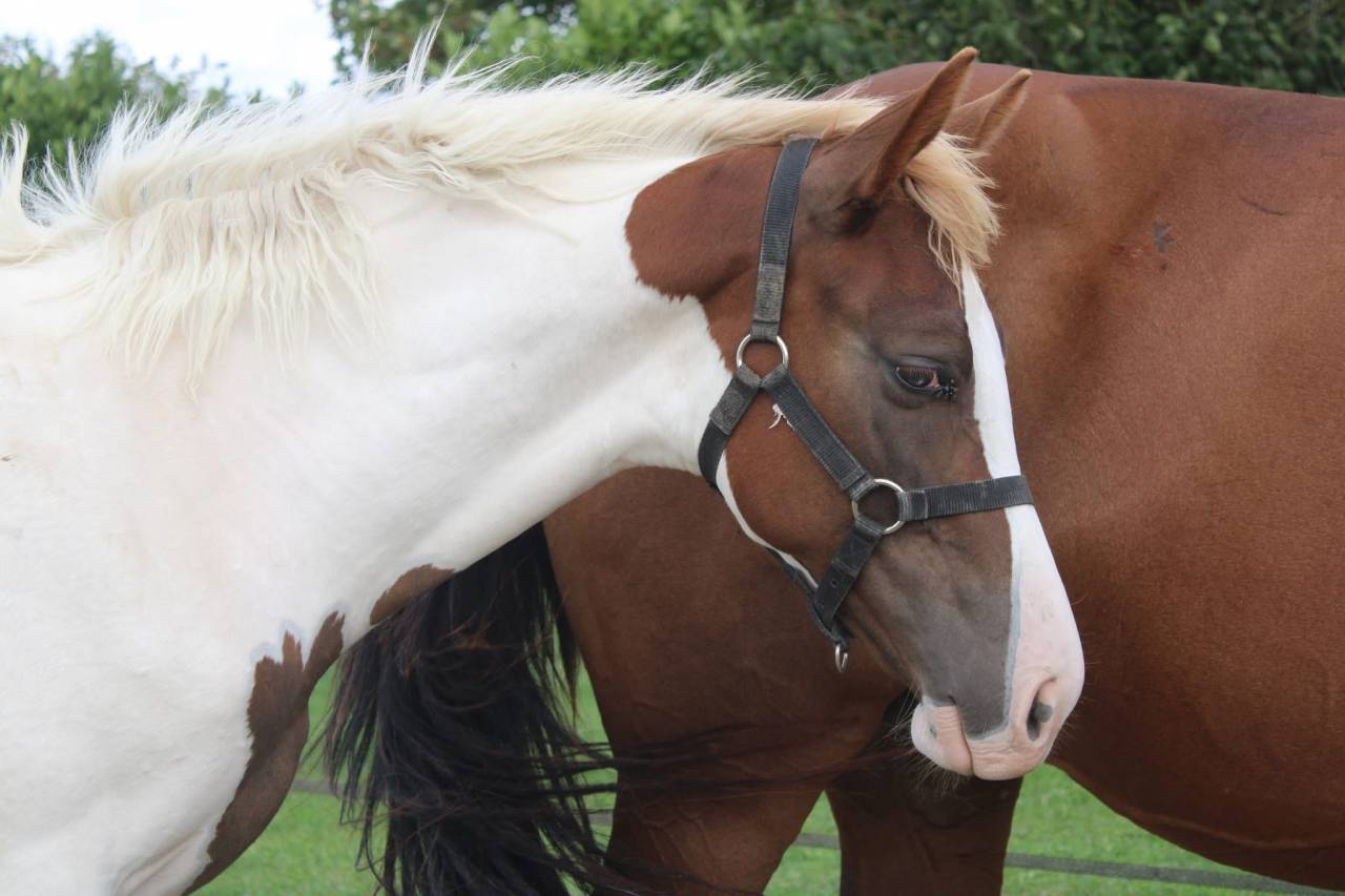 Poulain Zangersheide Pie alezan parents sur CSI** 145
