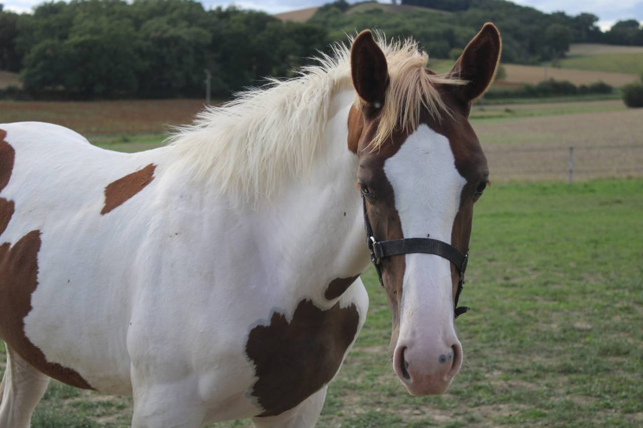 Poulain Zangersheide Pie alezan parents sur CSI** 145