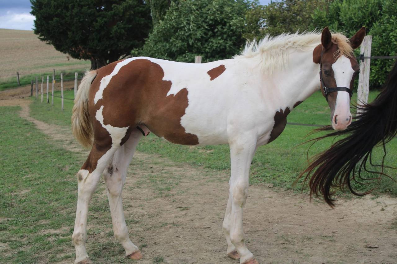 Poulain Zangersheide Pie alezan parents sur CSI** 145