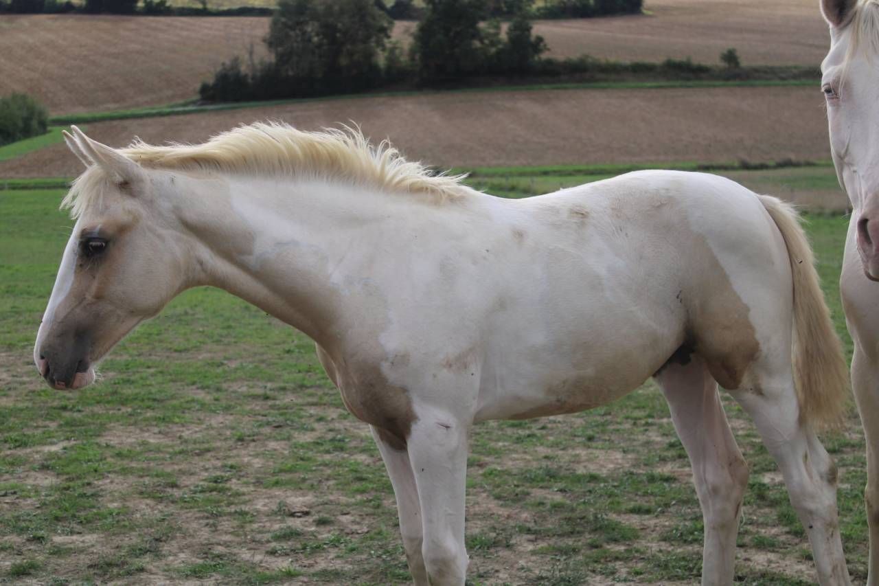 Pouliche AES pie Palomino 