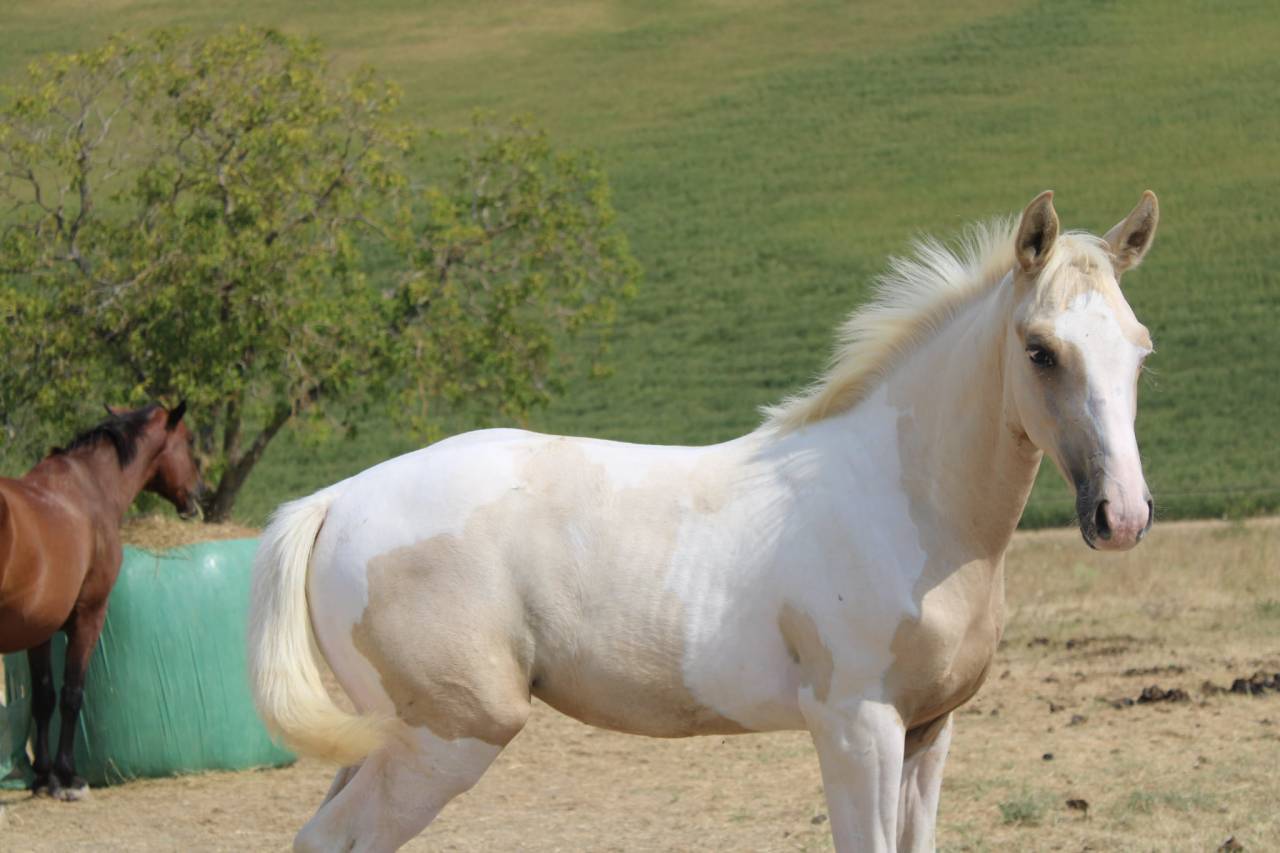 Pouliche AES pie Palomino 