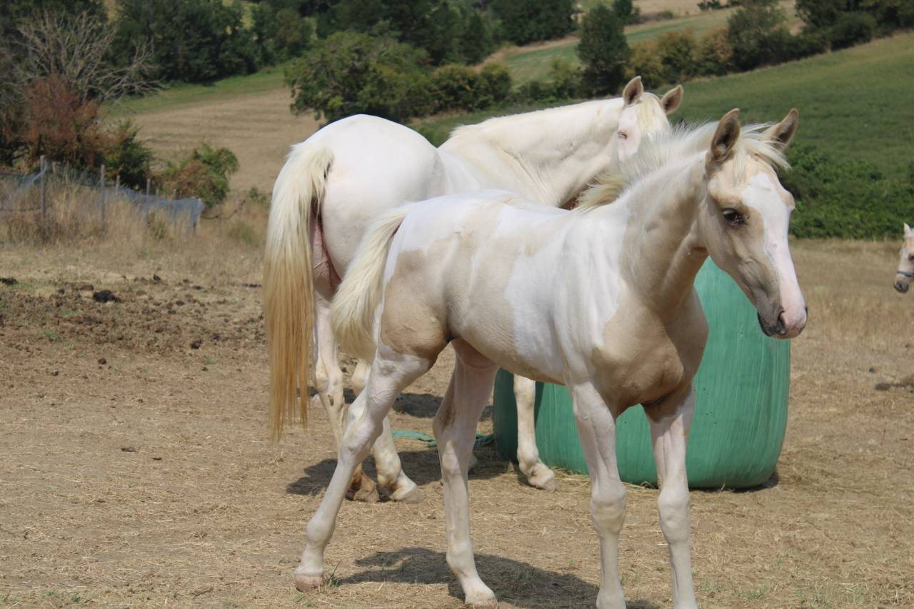 Pouliche AES pie Palomino 