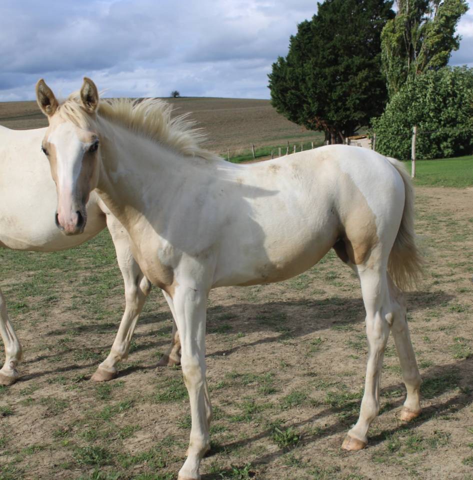 Pouliche AES pie Palomino 