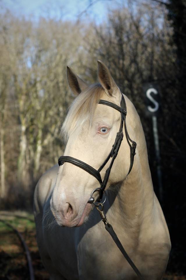 Lusitanien créme hongre 