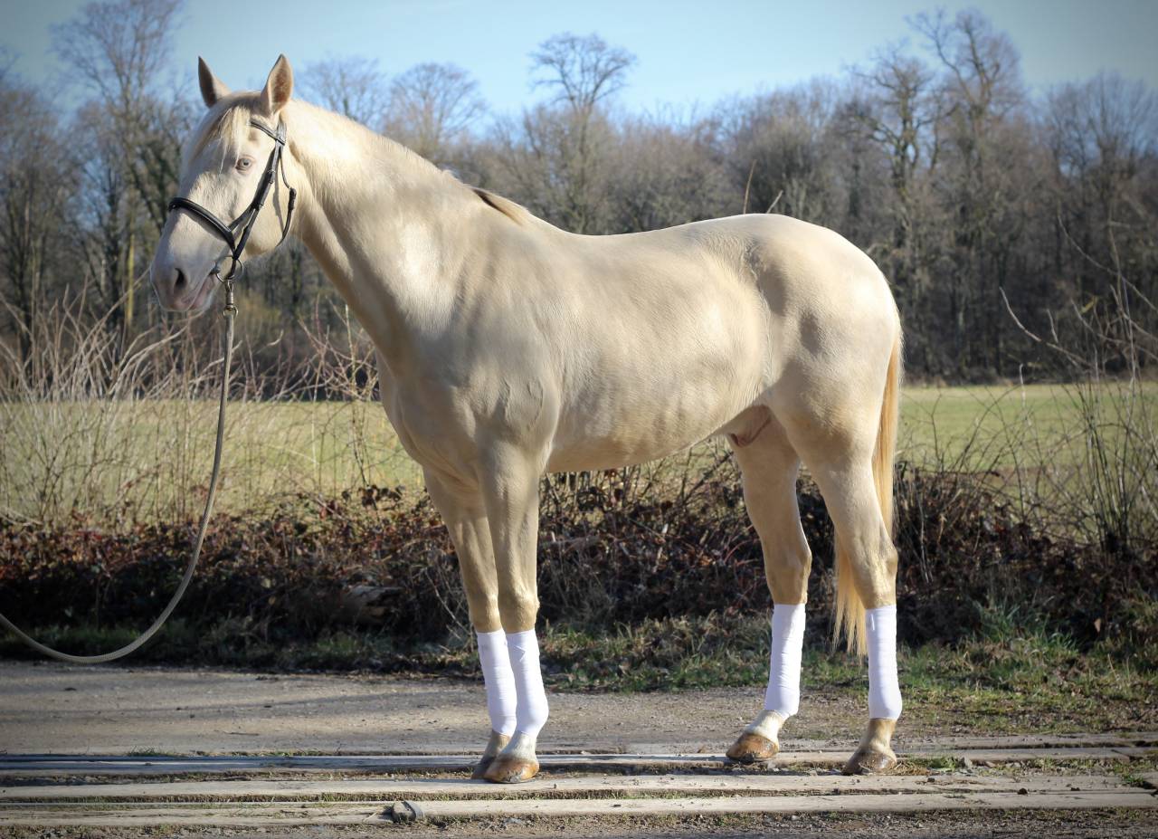 Lusitanien créme hongre 