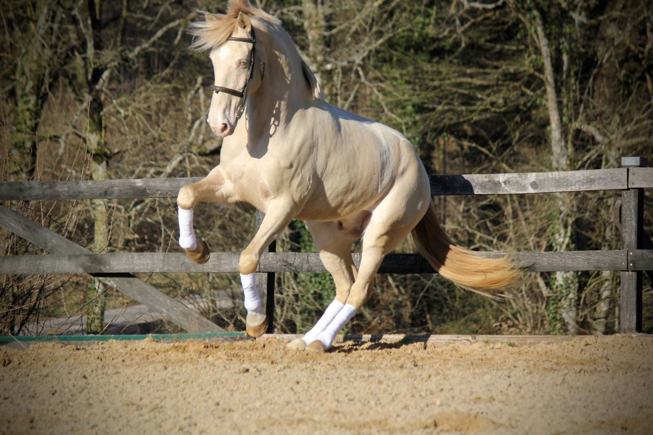 Lusitanien créme hongre 