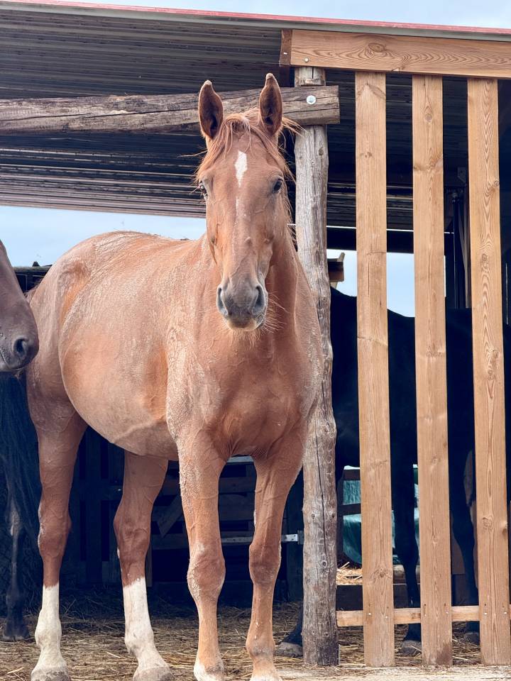 Cheval Zangershide de 12 ans
